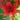 Red Asiatic Lilium 2