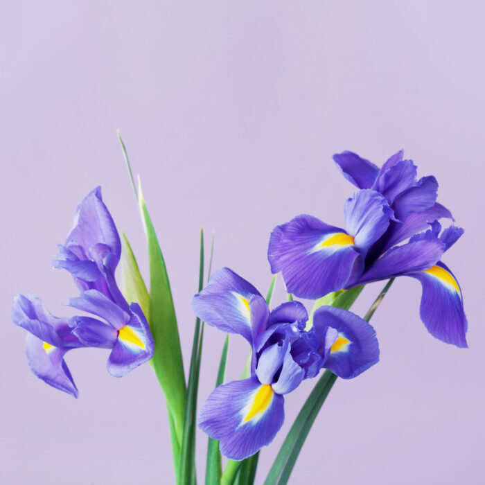 Iris (Iris Germanica)