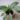 Aglaonema White Stem 1