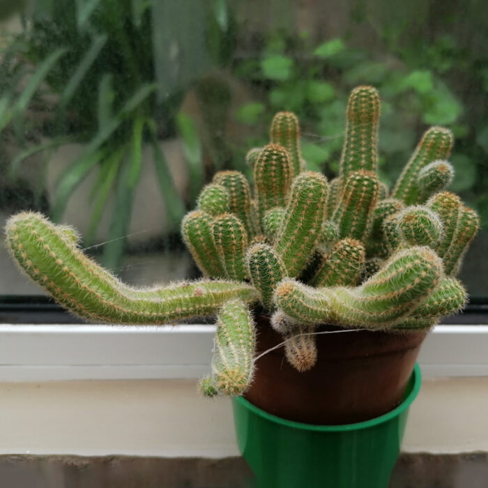 Cactus Peanut