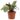 Calathea Burle