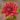Chrysanthemum red