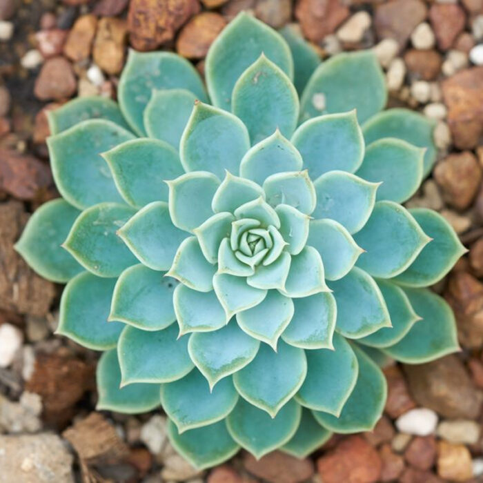 Echeveria Blue Elf plants