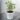 Ficus Triangularis 2