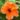 Hibiscus orange