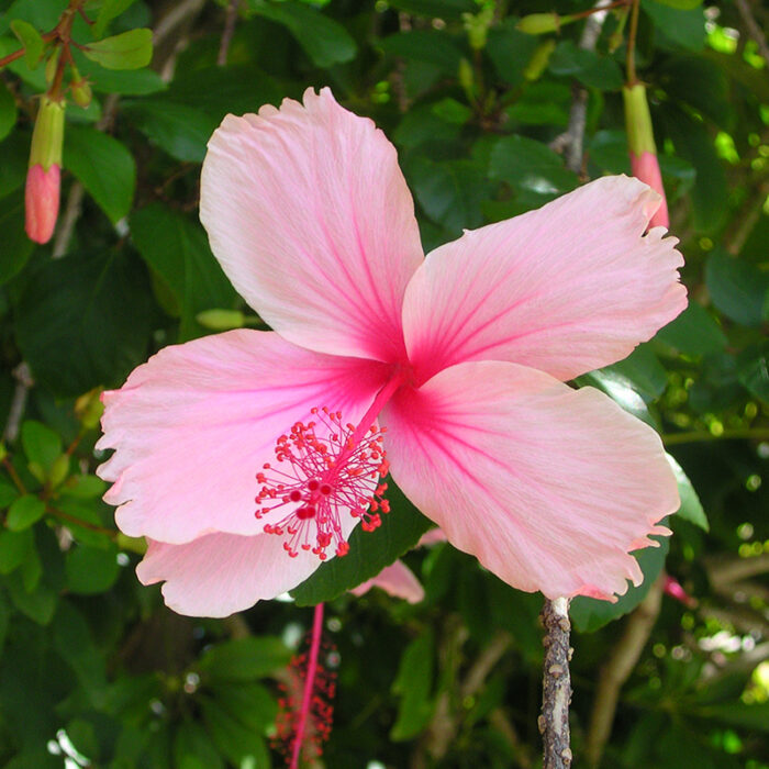 Hibiscus pink colour flower