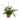 Spathiphyllum Wallisii Petite