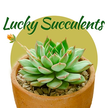 lucky succulents
