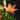 Orange Asiatic Lilies