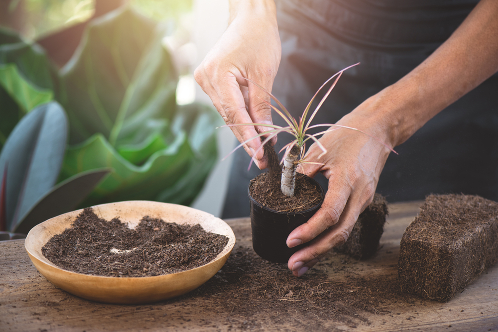 Coco Peat for Plants: Uses and Benefits of Coco Peat