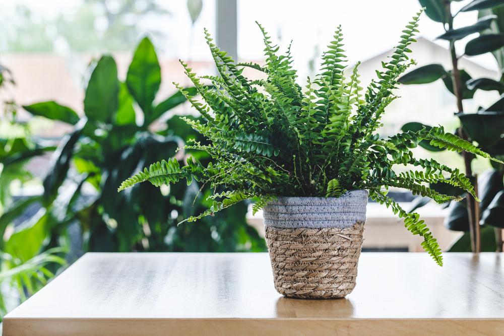 table fern plant